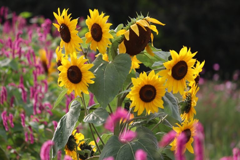 10 Plants That Grow Shockingly Fast During Summer
