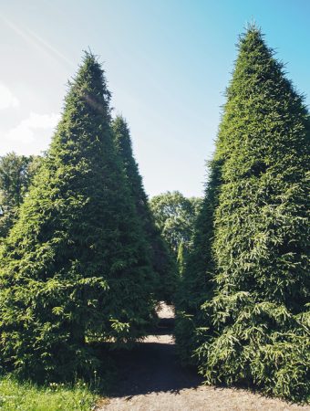 8 Backyard Privacy Plants That Grow Faster Than Expected
