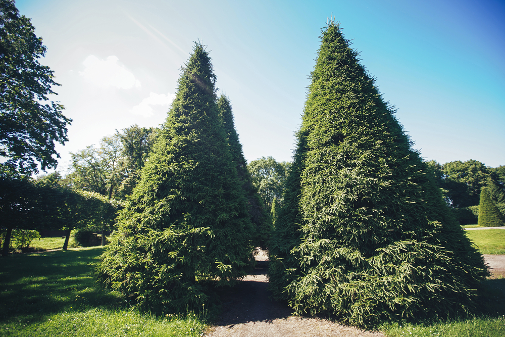 8 Backyard Privacy Plants That Grow Faster Than Expected