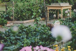 Why More Americans Are Creating Edible Landscapes