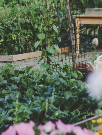 Why More Americans Are Creating Edible Landscapes