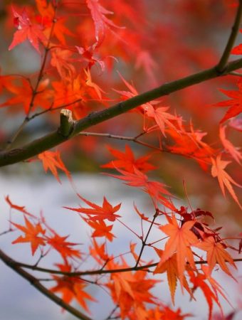 8 Plants That Secretly Make Your Backyard Feel 10 Degrees Cooler