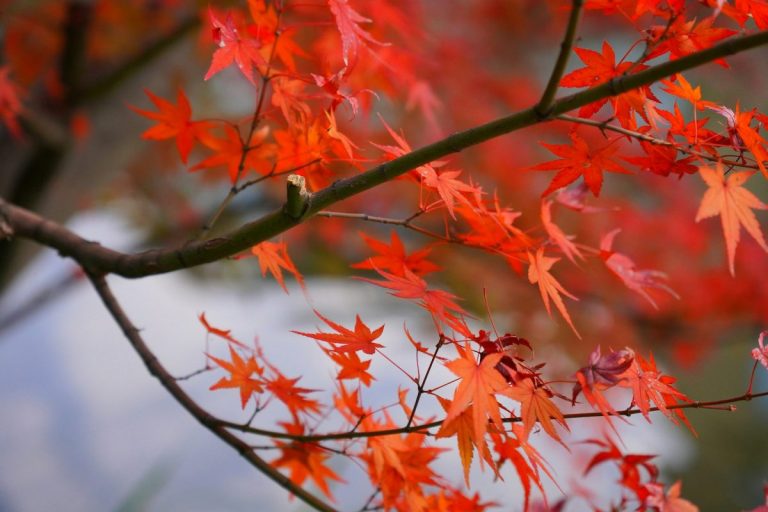 8 Plants That Secretly Make Your Backyard Feel 10 Degrees Cooler