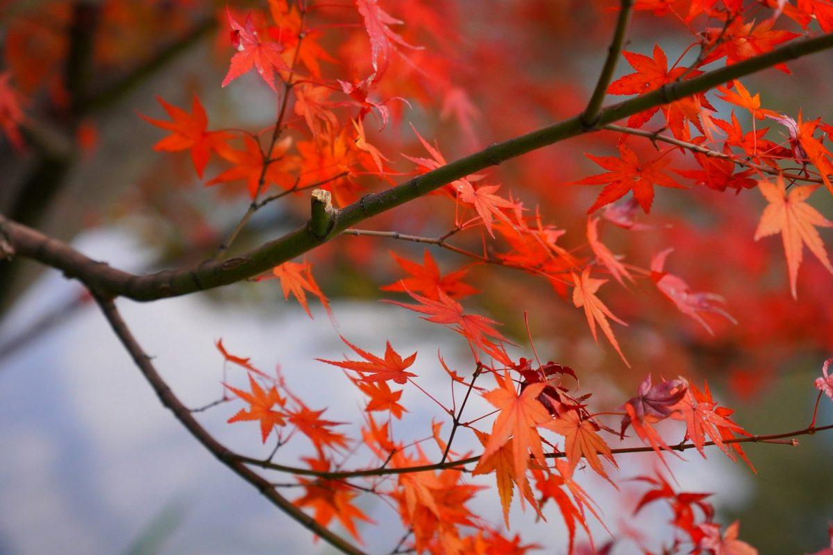 8 Plants That Secretly Make Your Backyard Feel 10 Degrees Cooler