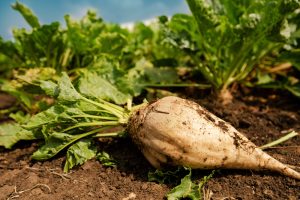Sugarbeets, Sugarcane, and Vegetable Costs: What Gardeners Can Learn From Commodity Stress