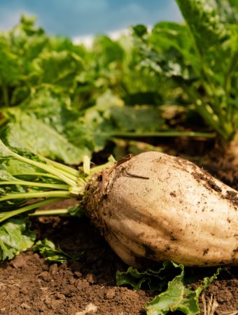 Sugarbeets, Sugarcane, and Vegetable Costs: What Gardeners Can Learn From Commodity Stress