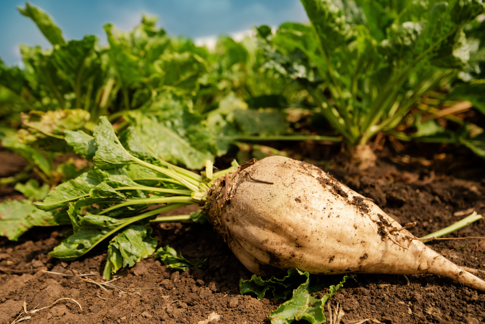 Sugarbeets, Sugarcane, and Vegetable Costs: What Gardeners Can Learn From Commodity Stress