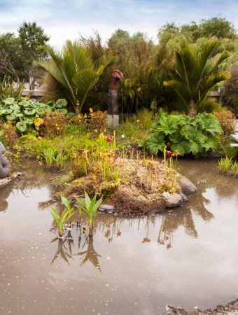 Can a Mini Bog Garden Work in a Small Backyard?