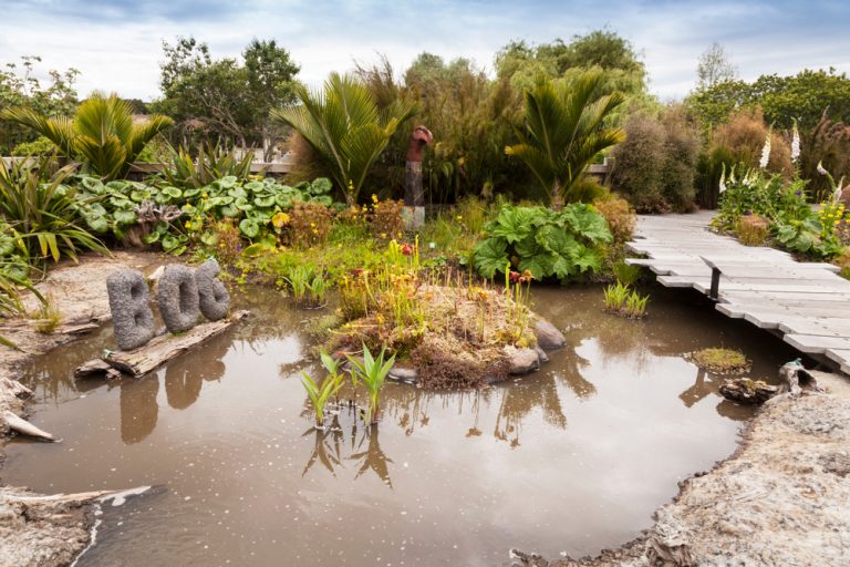 Can a Mini Bog Garden Work in a Small Backyard?