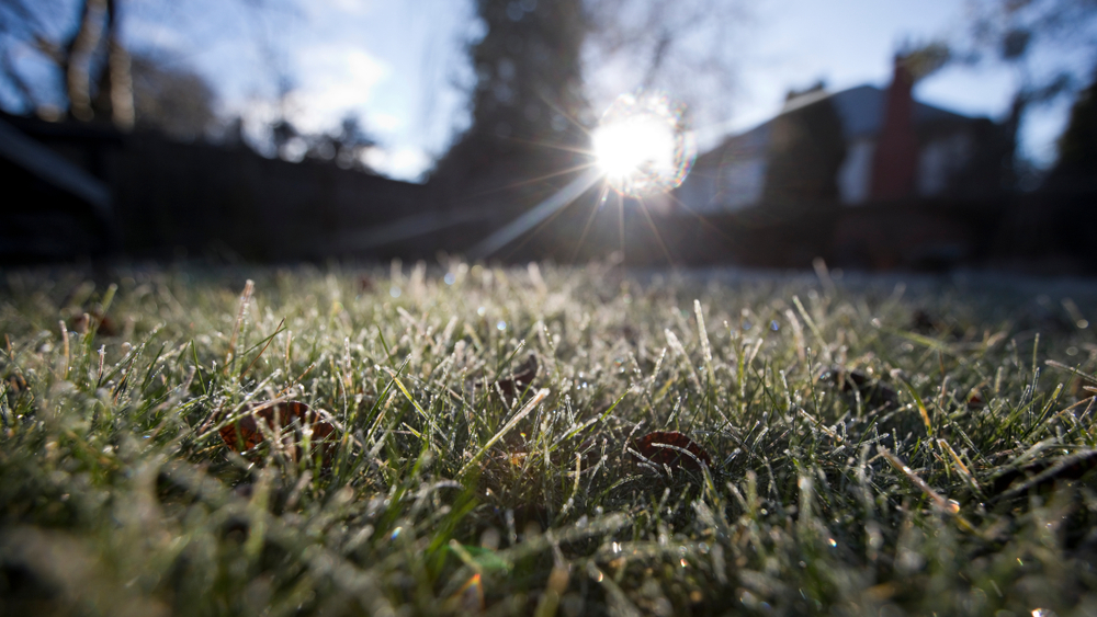 Should You Stop Mowing Dormant Grass During a Dry Spell?