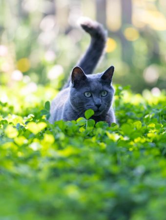 Make the Switch to Microclover Lawns: Clover Mixes Feed Themselves, Suppress Weeds and Stay Green