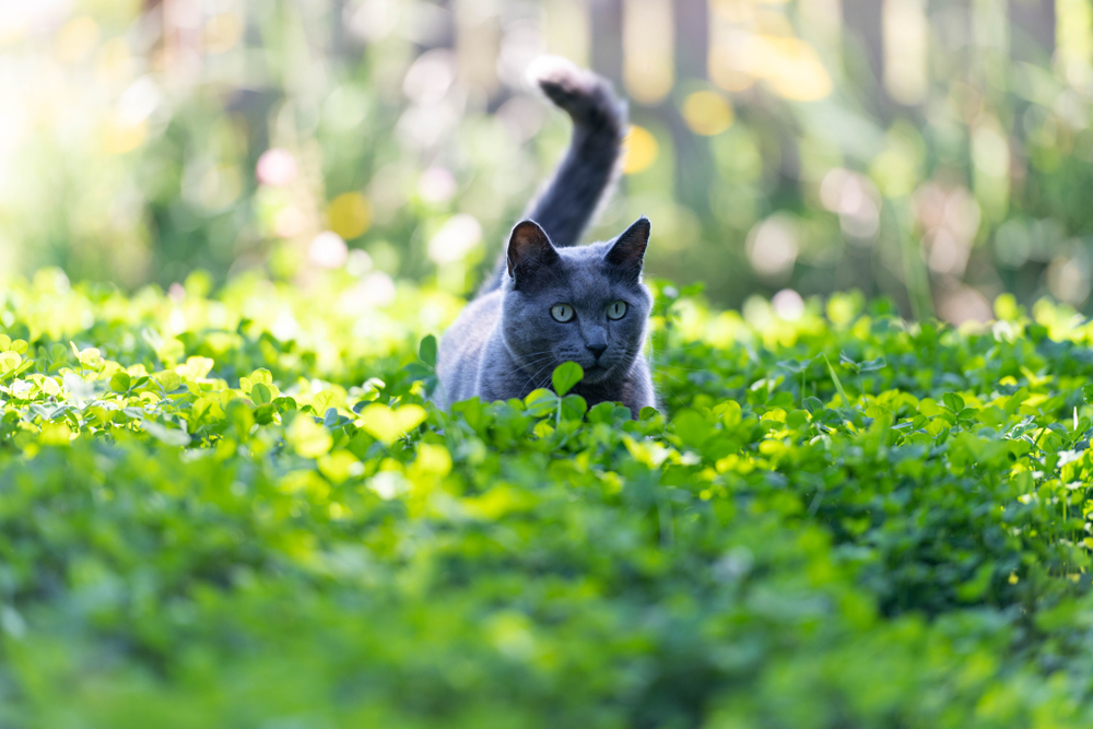 Make the Switch to Microclover Lawns: Clover Mixes Feed Themselves, Suppress Weeds and Stay Green