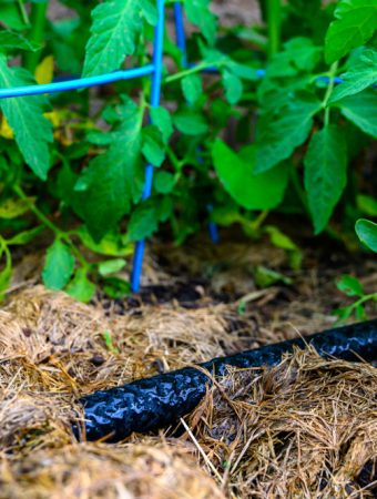 Soaker Hose Placement Mistakes That Waste Water and Stress Plants