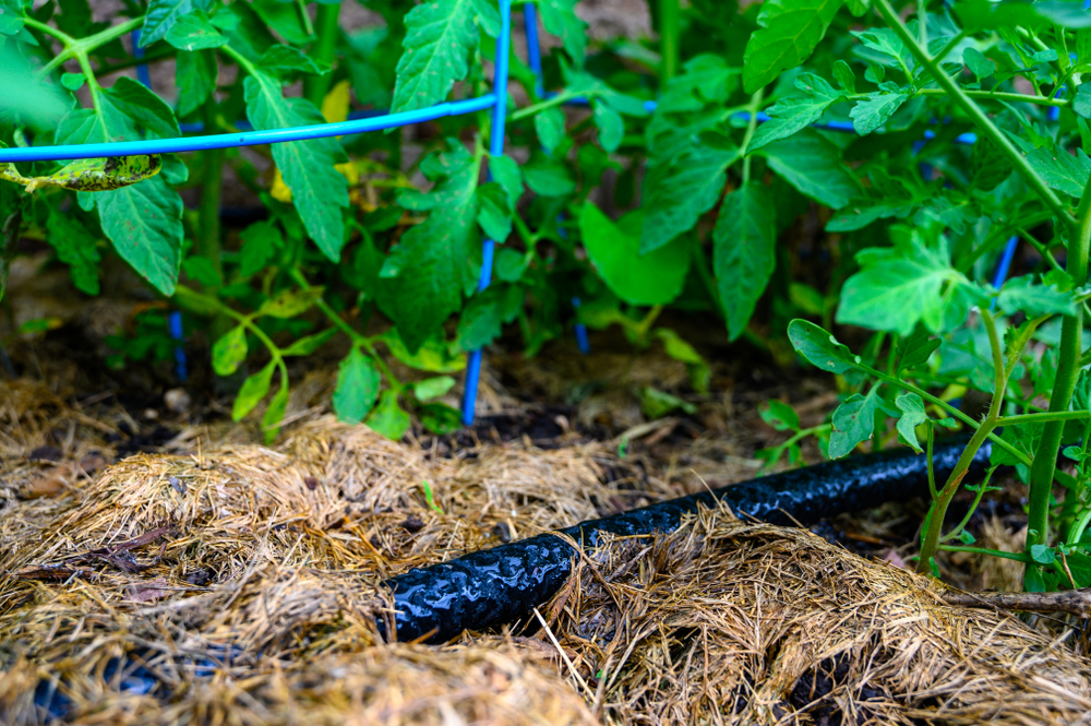 Soaker Hose Placement Mistakes That Waste Water and Stress Plants