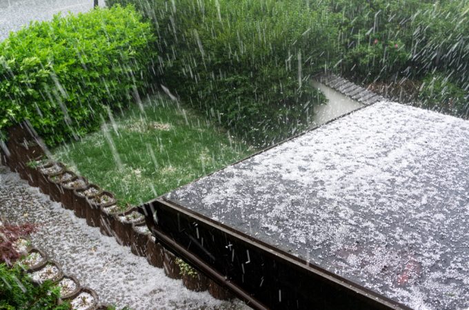 5 Crops That Recover Quickly After a Hailstorm