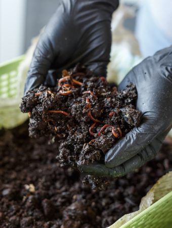 Vermicomposting 101: Setup, Costs and Time Savings Compared to Traditional Bins