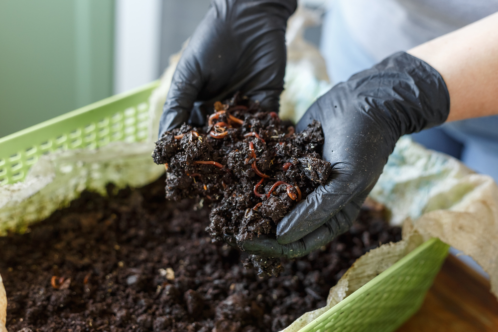 Vermicomposting 101: Setup, Costs and Time Savings Compared to Traditional Bins