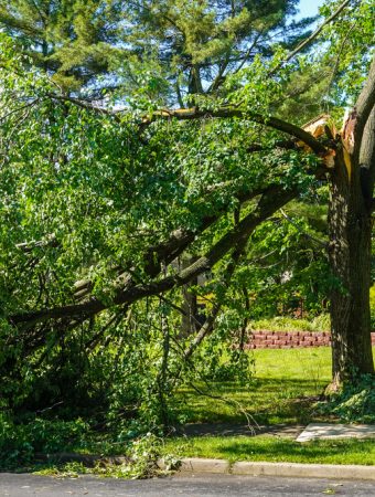 Should You Remove Storm-Damaged Branches Immediately?