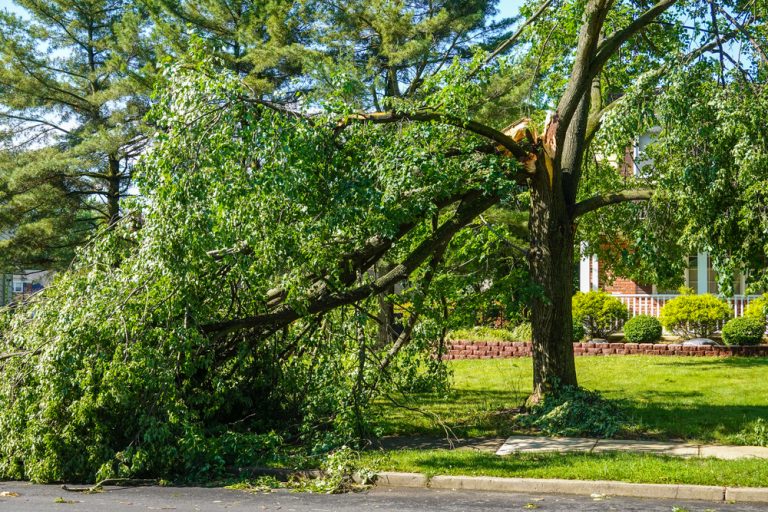 Should You Remove Storm-Damaged Branches Immediately?