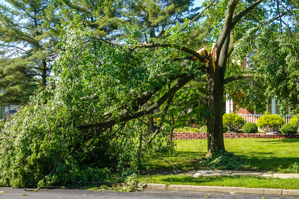 Should You Remove Storm-Damaged Branches Immediately?