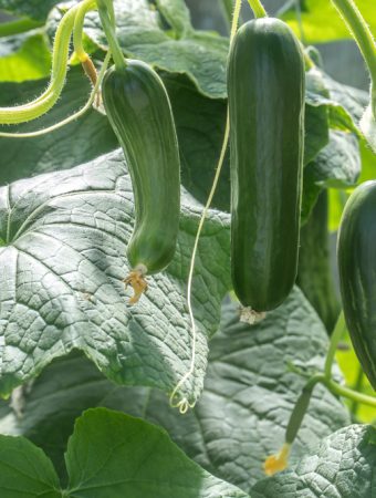 What Is Making Your Zucchini Fruit Shrivel Before Growing?