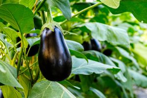 Why Are Your Eggplants Flowering Without Making Fruit?