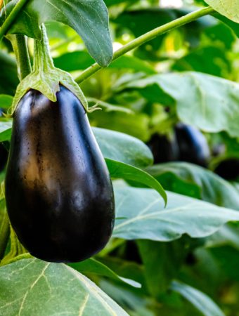 Why Are Your Eggplants Flowering Without Making Fruit?