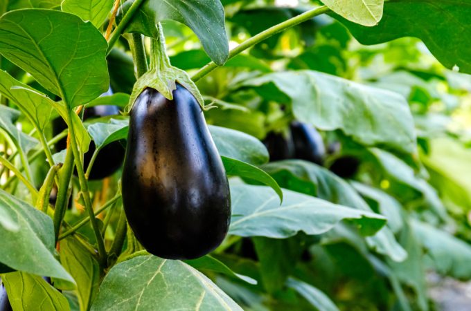 Why Are Your Eggplants Flowering Without Making Fruit?