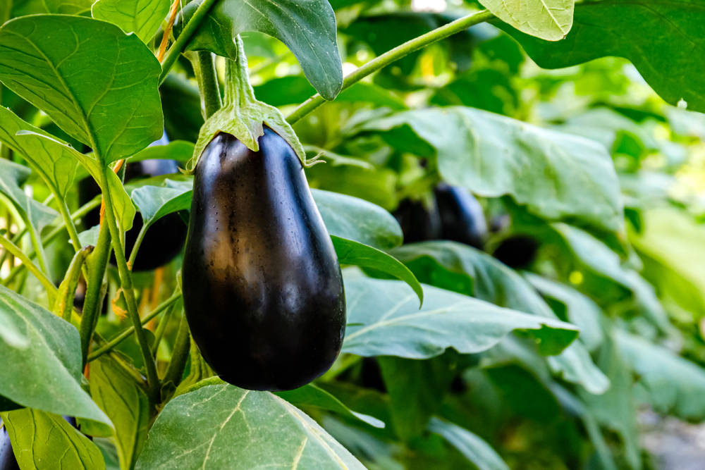 Why Are Your Eggplants Flowering Without Making Fruit?