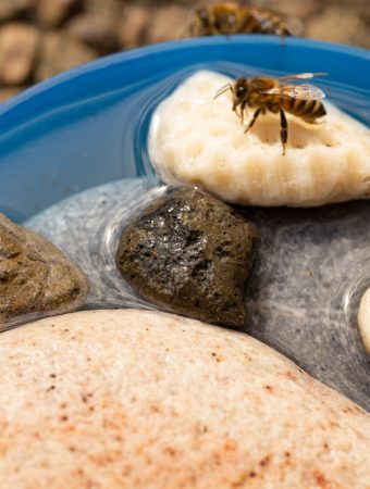 Make Your Garden a Wildlife Haven: Insect Hotels, Bee Baths and Mini Ponds Support Beneficial Creatures