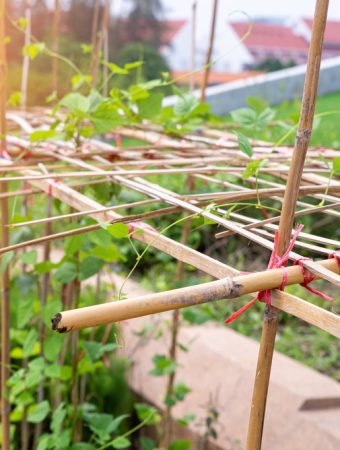 8 Cheap Materials for Building Temporary Plant Supports
