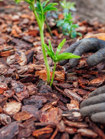 The Cheap Mulch Materials That Can Damage Plants or Soil