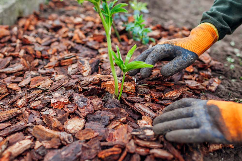 The Cheap Mulch Materials That Can Damage Plants or Soil