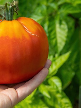 8 Ways to Use Overripe Garden Produce Before It Spoils