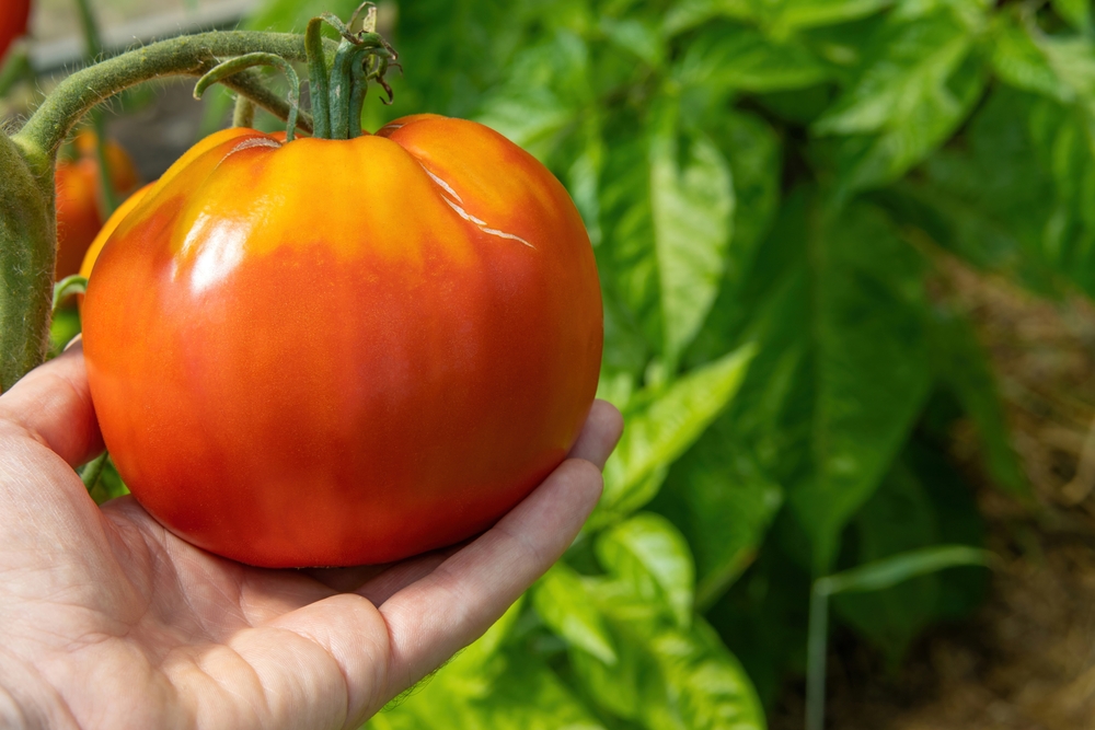 8 Ways to Use Overripe Garden Produce Before It Spoils