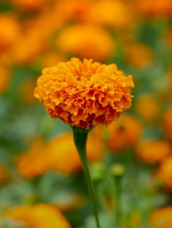 7 Fast-Growing Flowers That Can Fill Empty Summer Gaps