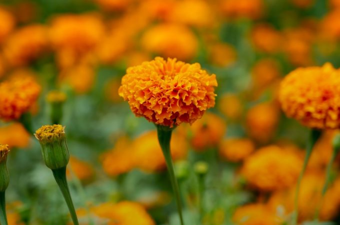 7 Fast-Growing Flowers That Can Fill Empty Summer Gaps