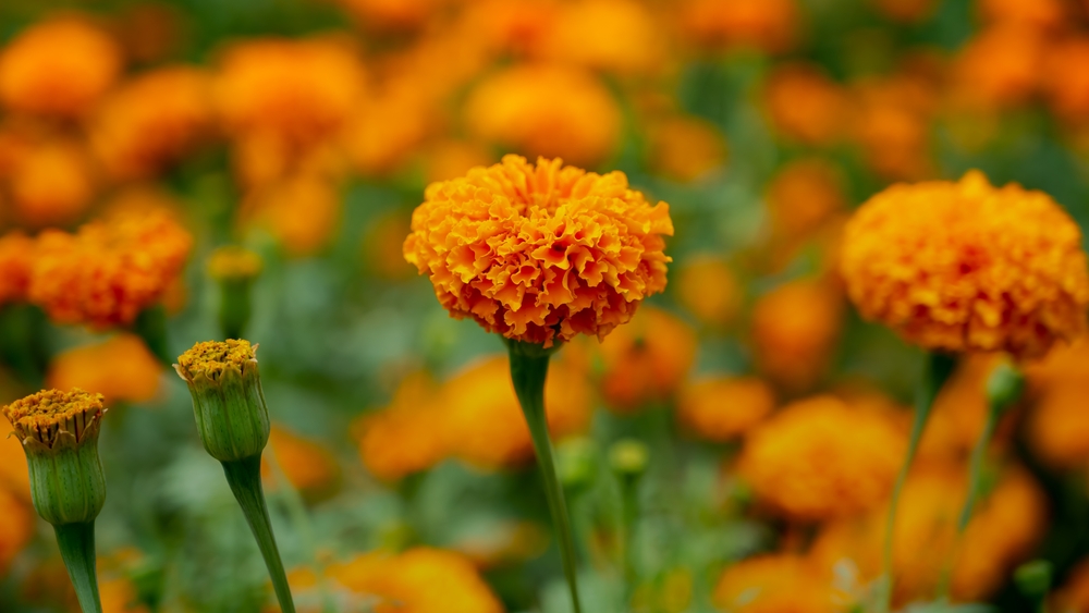 7 Fast-Growing Flowers That Can Fill Empty Summer Gaps