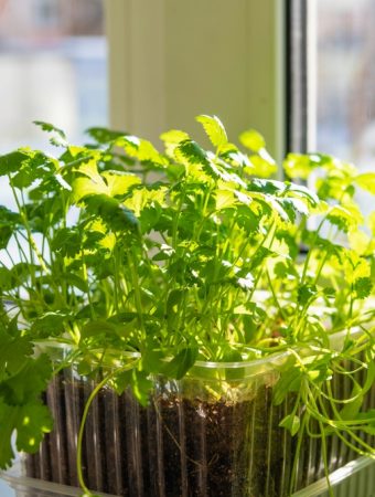 Should You Let Cilantro Go to Seed in Hot Weather?