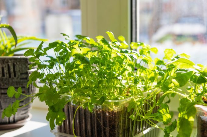 Should You Let Cilantro Go to Seed in Hot Weather?