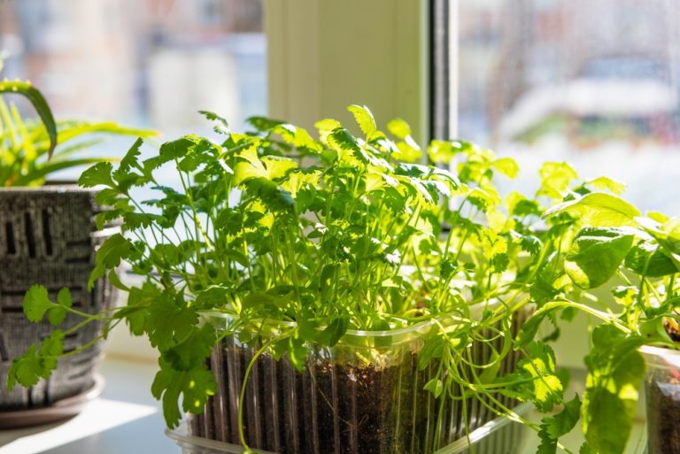 Should You Let Cilantro Go to Seed in Hot Weather?