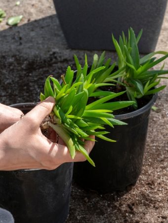 Houseplants Go Outdoors: “In-and-Out” Plants Come Back Inside in Fall