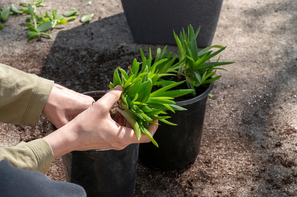 Houseplants Go Outdoors: “In-and-Out” Plants Come Back Inside in Fall