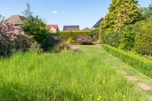 No‑Mow Flowering Lawns Attract Pollinators and Reduce Maintenance—Here’s How to Start