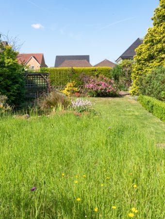 No‑Mow Flowering Lawns Attract Pollinators and Reduce Maintenance—Here’s How to Start