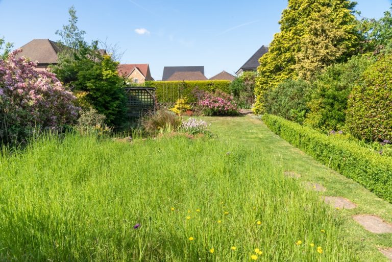 No‑Mow Flowering Lawns Attract Pollinators and Reduce Maintenance—Here’s How to Start