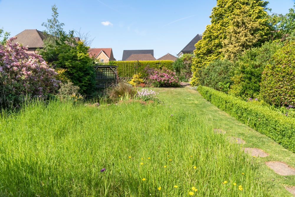 No‑Mow Flowering Lawns Attract Pollinators and Reduce Maintenance—Here’s How to Start