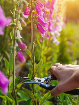 6 Ways to Keep Cut Flowers Fresh Longer After Harvest