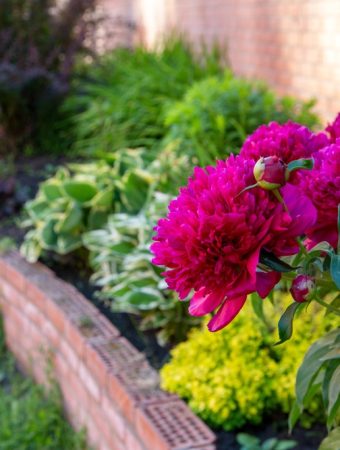 9 Gardening Trends That Are Suddenly Falling Out of Favor