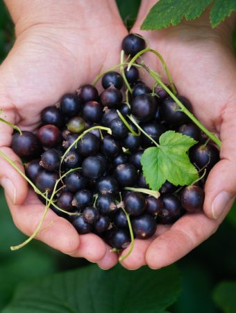 https://www.themarthablog.com/2008/01/winter-pruning-of-blackcurrants.html